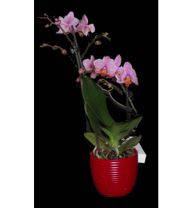 Orchidée rose
