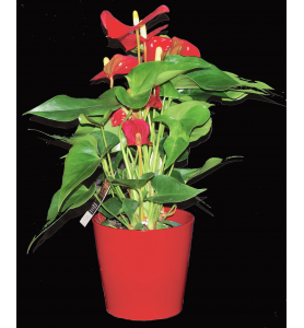 Anthurium