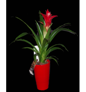 Guzmania