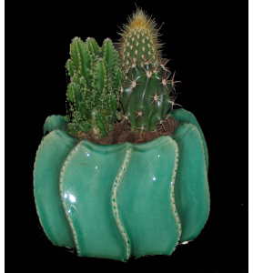 coupe de cactus