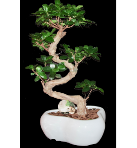 Ficus ginseng