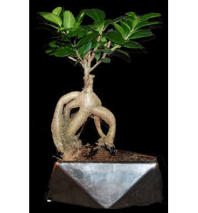 Ficus ginseng