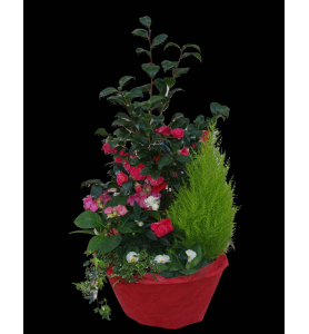 COUPE DE PLANTE