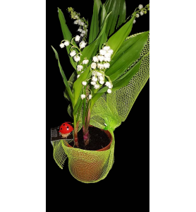 Pot de muguet 3 brins