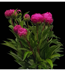 Pivoine fushia