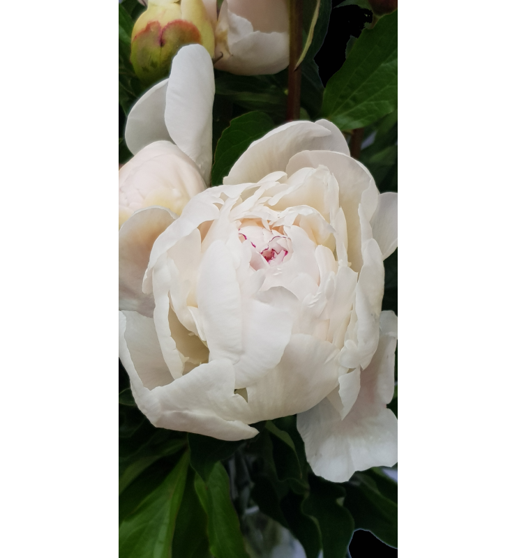 Pivoine rose