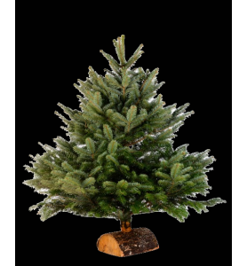 Sapin de noël  Nordmann