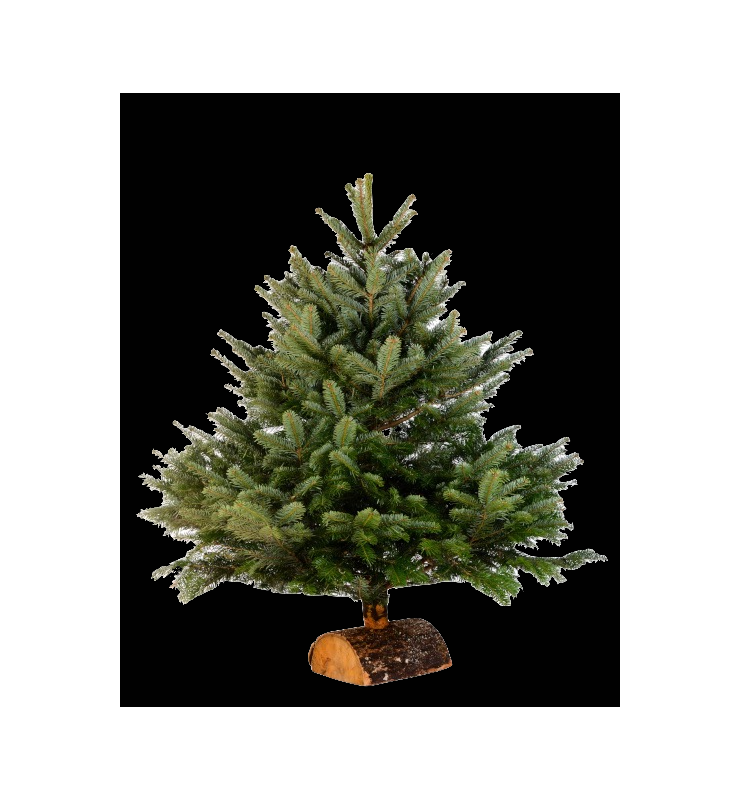 Sapin de noël grande taille Nordmann