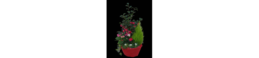 Coupes de plantes