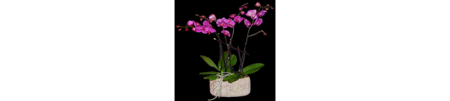 Orchidées