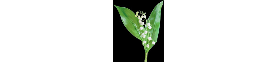 Muguet